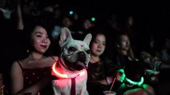 狗狗影视在线观看,在线观看,欢乐无限 第2张 狗狗影视在线观看,在线观看,欢乐无限 第2张